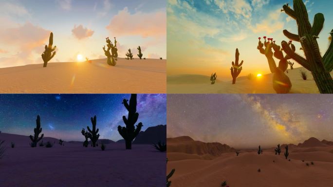干旱沙漠植物仙人掌日出日落