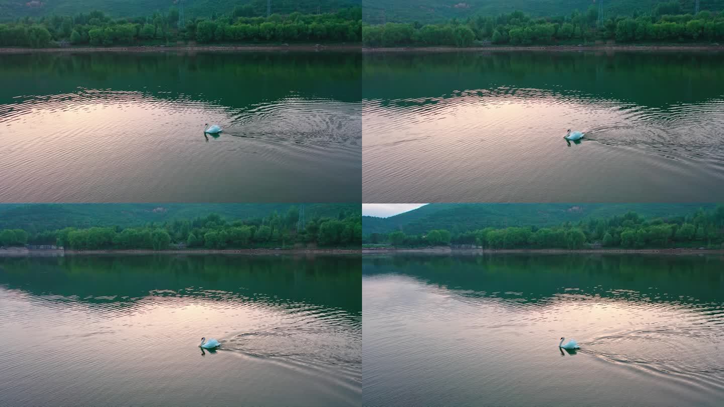 山下湖泊里自由自在游泳的天鹅