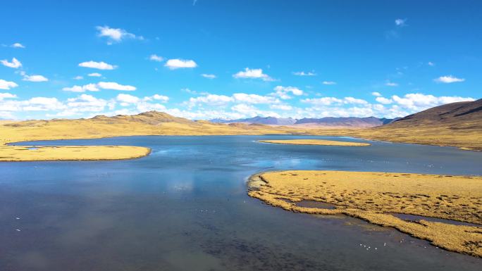 秋冬旅游 西藏自驾游 湿地飞鸟 白鹭
