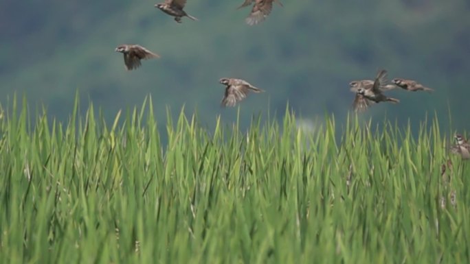 一群小鸟在稻田飞来飞去慢速镜头