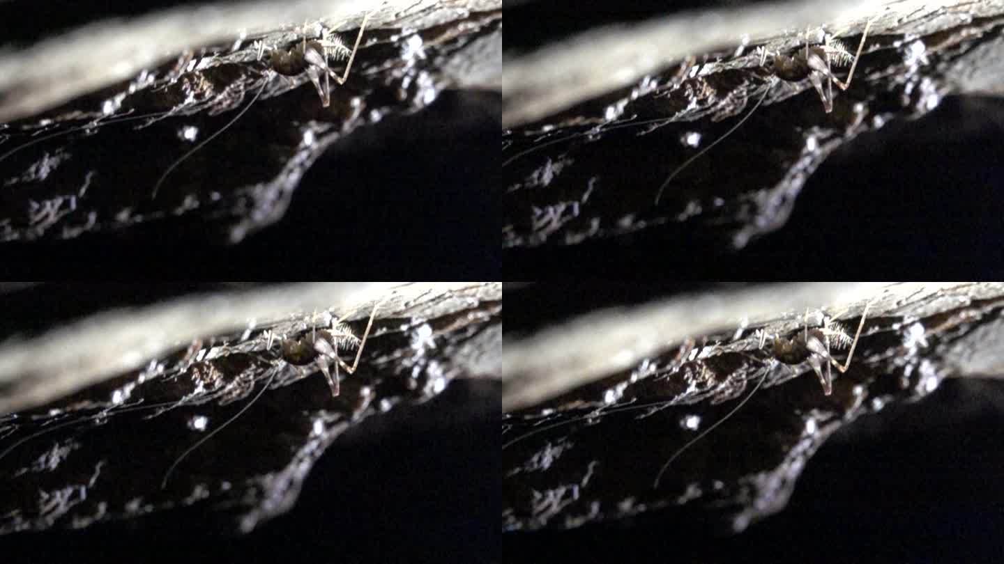 洞穴生物蟋蟀起跳慢镜头