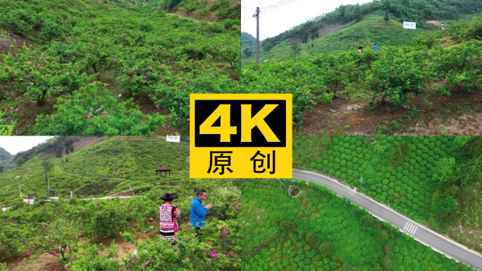 4K 航拍龙里县刺梨沟种植基地3