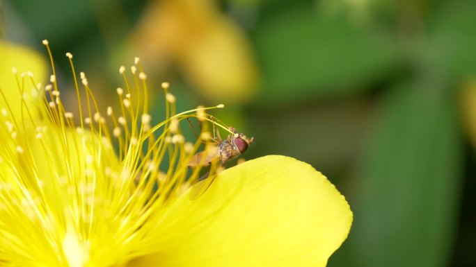 小蜜蜂采蜜微距慢动作