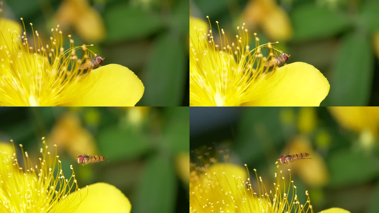 小蜜蜂采蜜微距慢动作