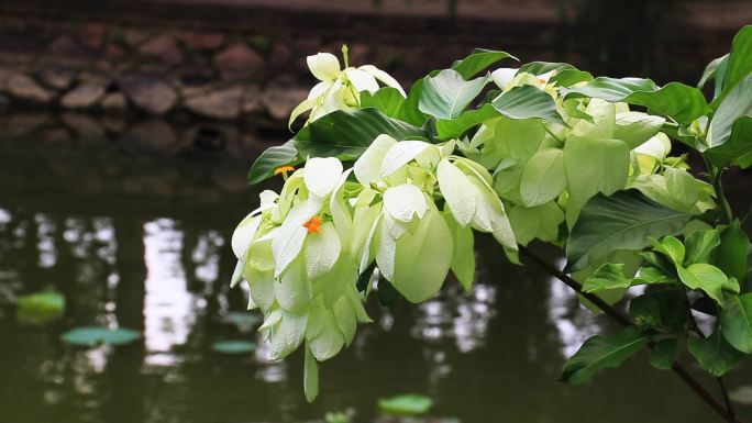 白纸扇 白花 叶状花 雪萼花 玉叶金花