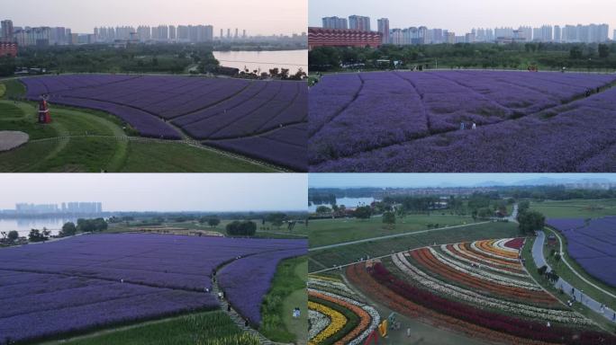 航拍铜陵西湖湿地公园紫色花海百合花视频