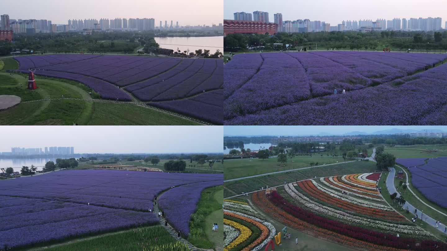 航拍铜陵西湖湿地公园紫色花海百合花视频