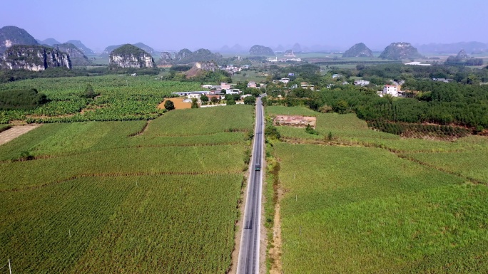 扶绥甘蔗之乡甘蔗收割场景视频