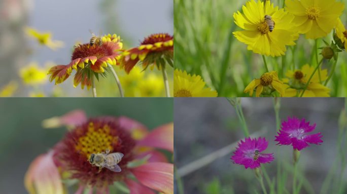 4K实拍蜜蜂采蜜花朵花园公园格桑花