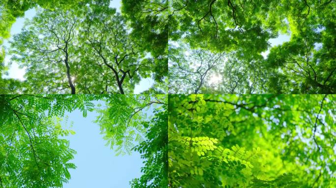 阳光树林 绿色森林 海红豆树相思树合集
