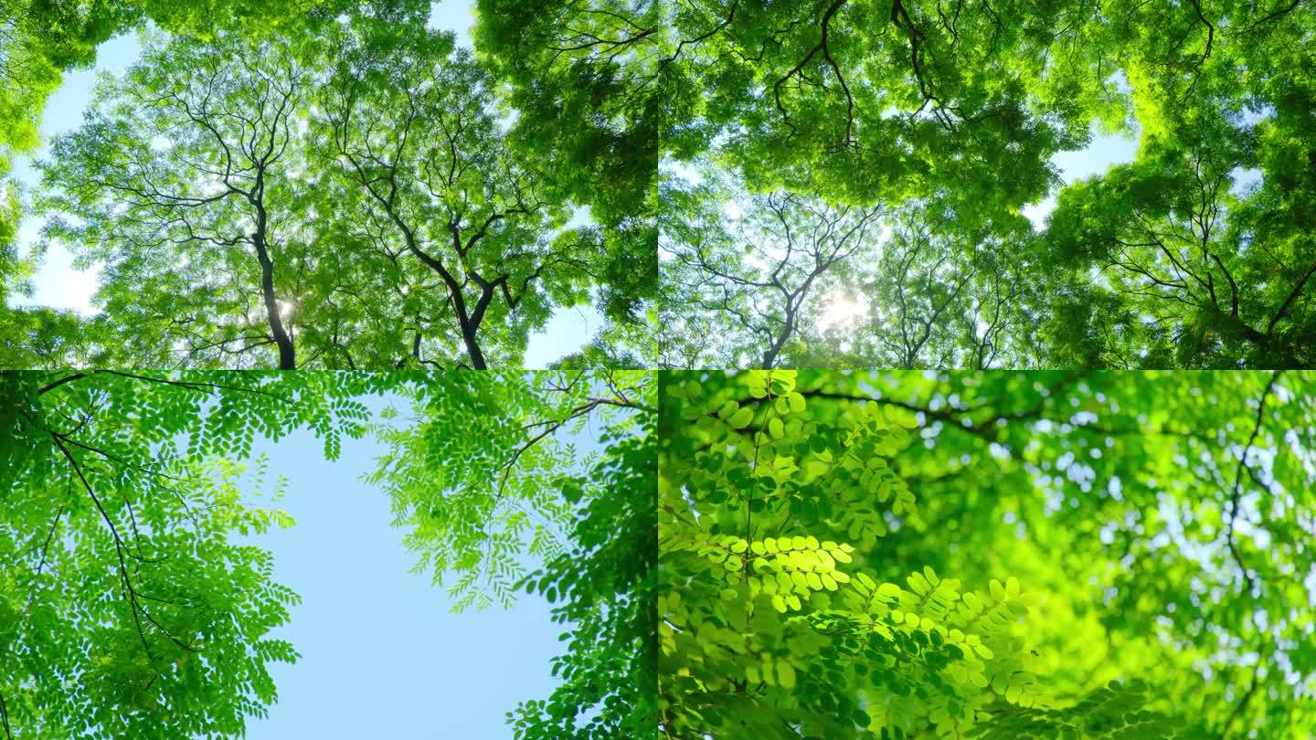阳光树林 绿色森林 海红豆树相思树合集