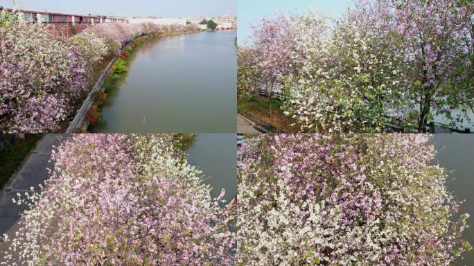美丽河涌，岸边宫粉紫荆花盛开