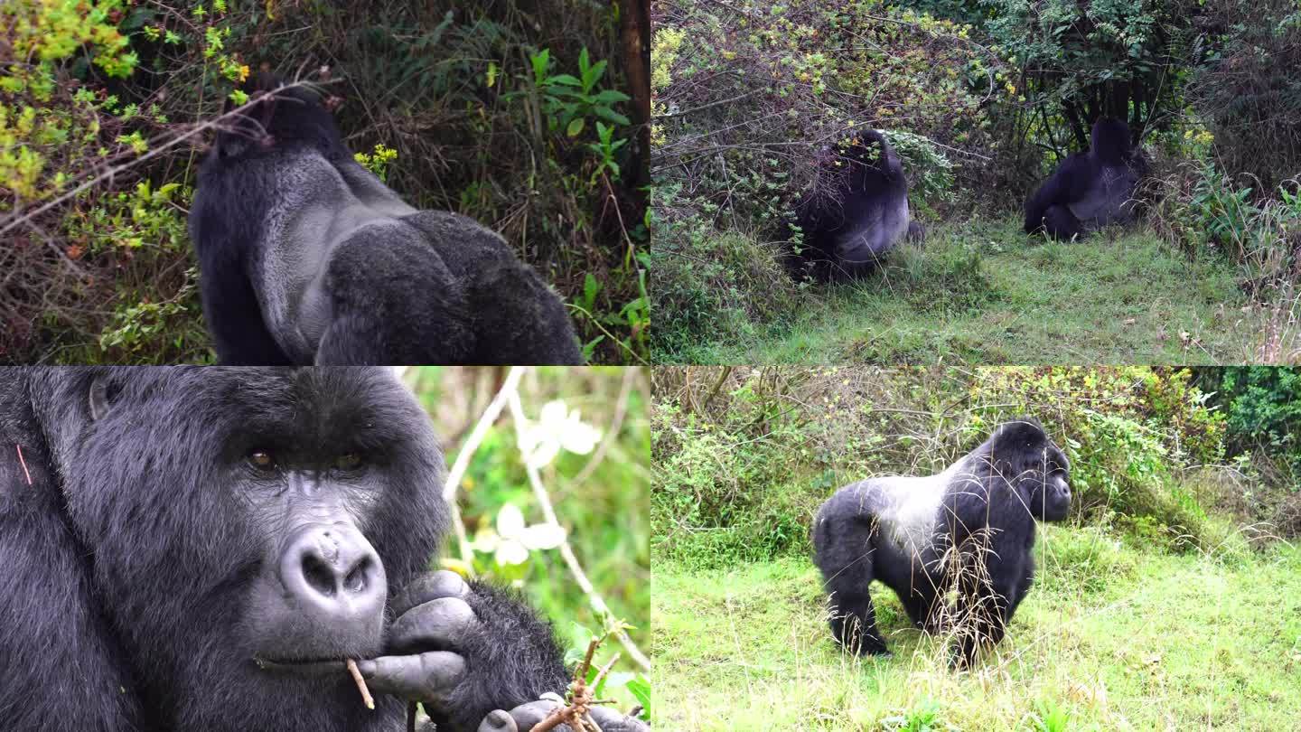 乌干达动物世界银背大猩猩合集（三）