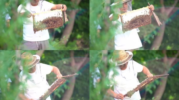 养蜂人蜂农采蜂