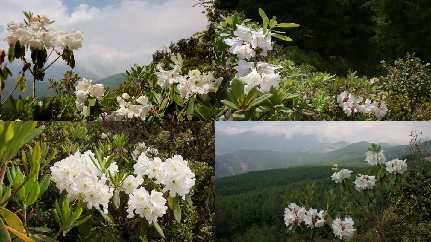 杜鹃花