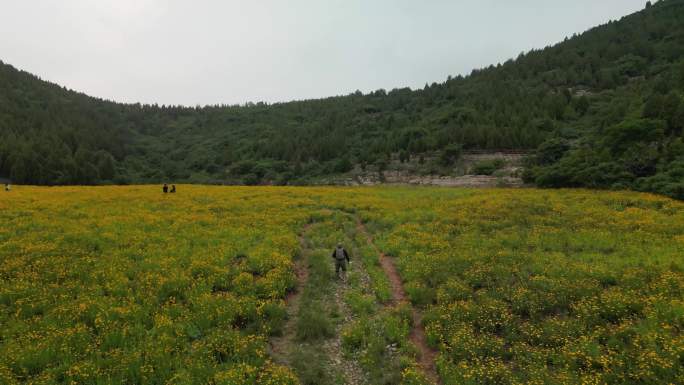 花海航拍 济南蚰蜒山网红打卡地