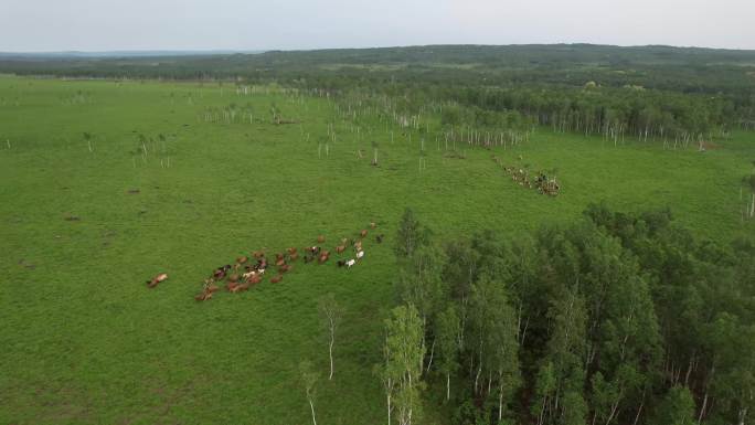 奔跑的马群 跑进树林 以及牛群