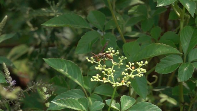 蜜蜂在花丛采蜜