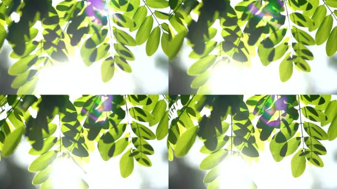 树叶阳光 阳光透过树叶