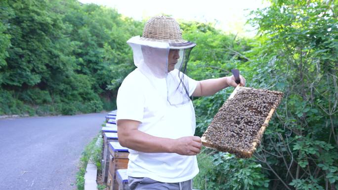 养蜜蜂 槐花蜜 蜂蜜采集 野外采蜜