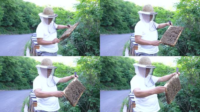 养蜜蜂 槐花蜜 蜂蜜采集 野外采蜜