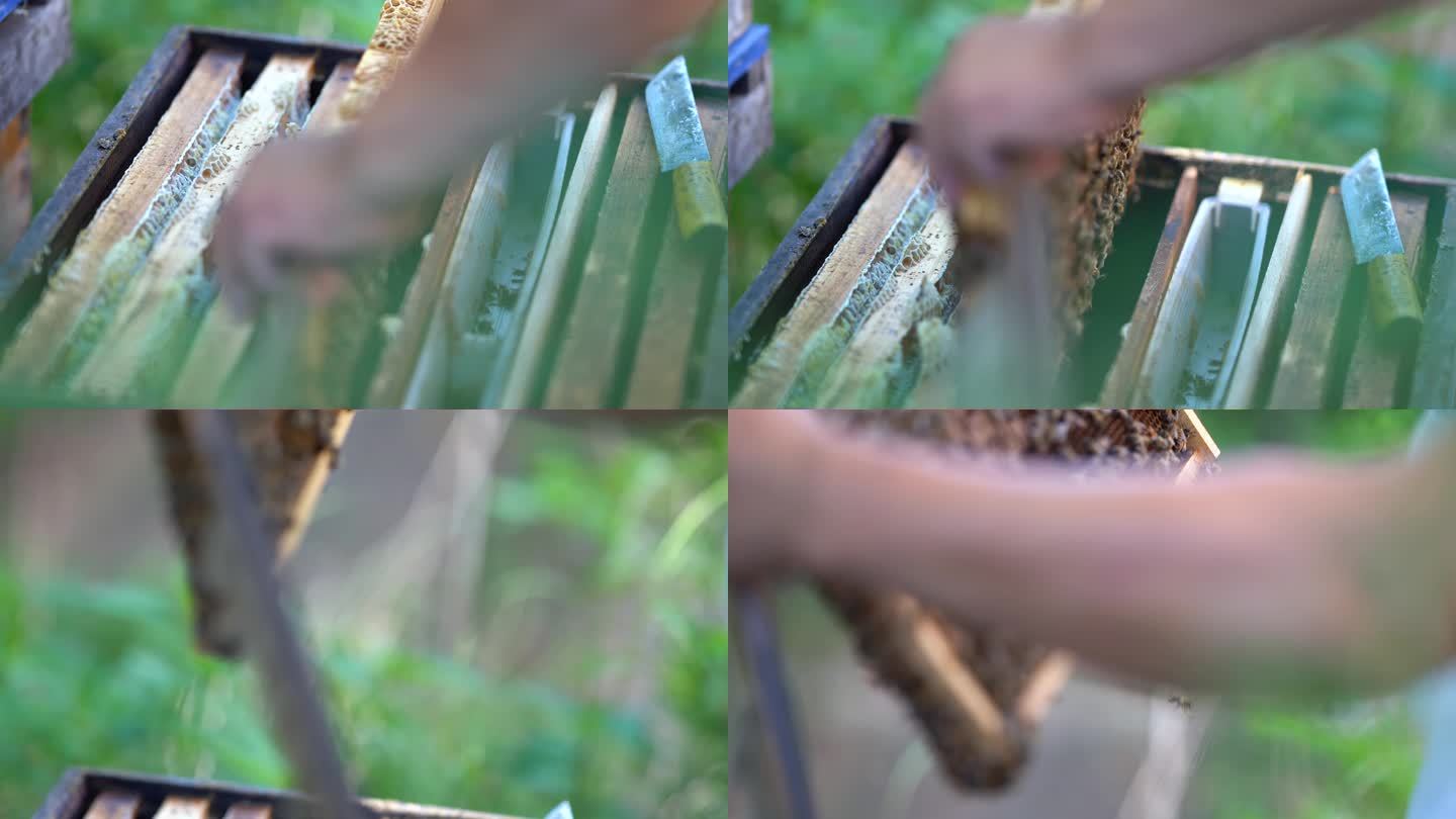 养蜂人蜂农采蜂