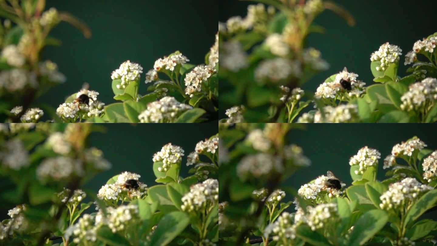 蜜蜂在花朵采蜜飞翔