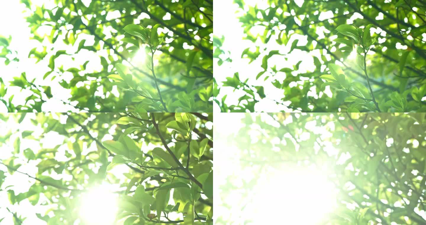 【商业授权】4K 唯美阳光穿过树叶