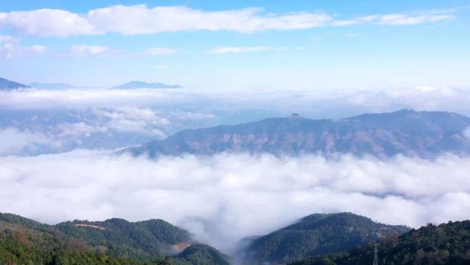 云南 种植 中药三七  中医 文山 云海