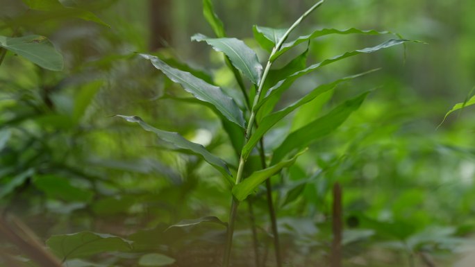 云南 种植 中药砂仁  中医 砂仁苗