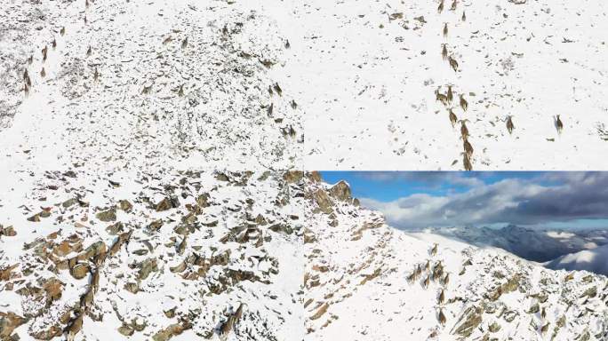 藏区岩羊滩羊雪山山羊