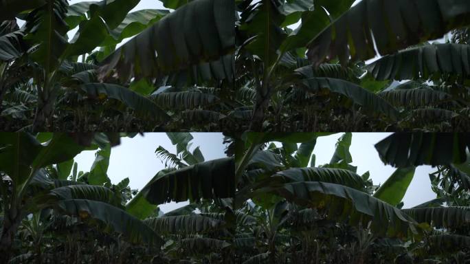 晴天芭蕉香蕉林升格慢动作