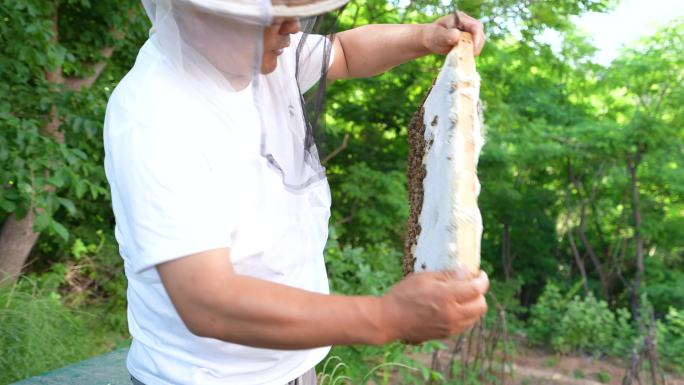 蜂箱蜂场农民