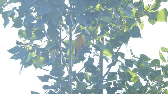 漂亮的黄鹂鸟叫声 6K原始素材