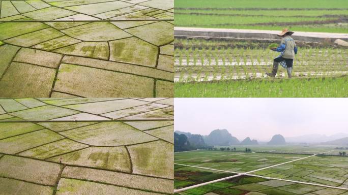 稻田耕种施肥