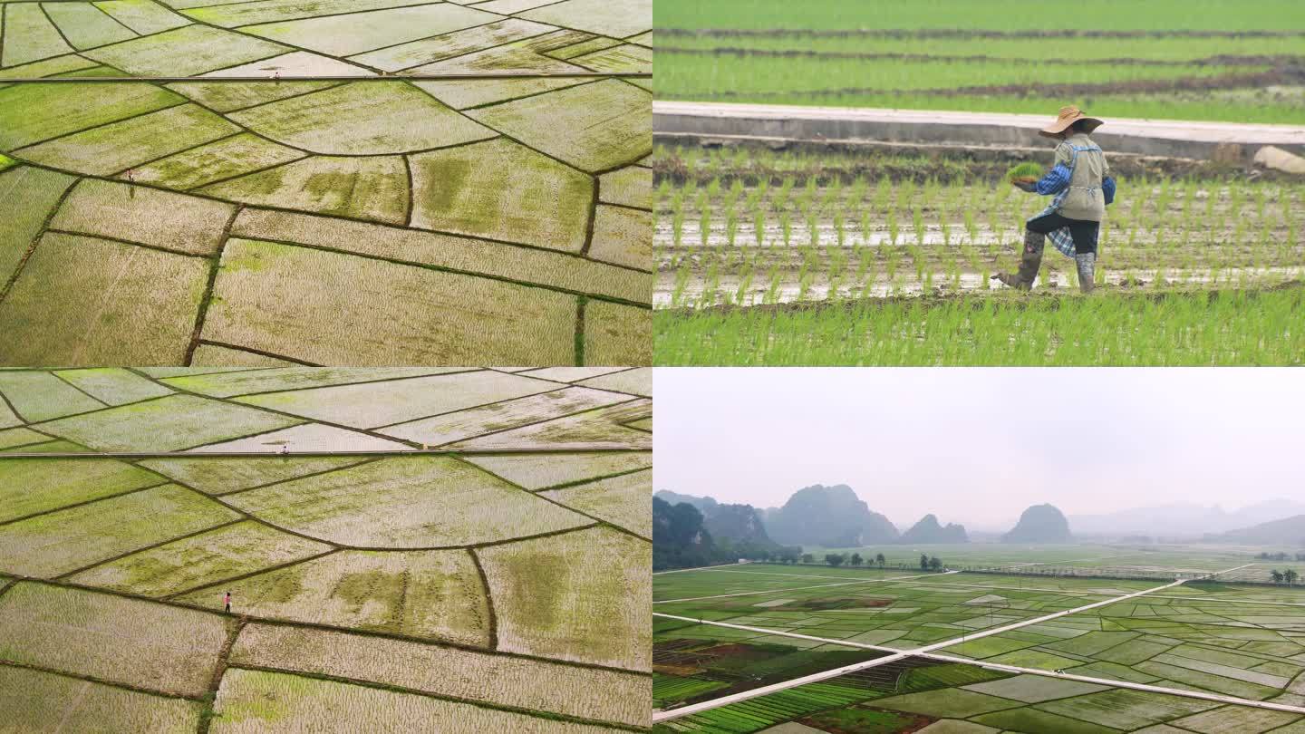 稻田耕种施肥