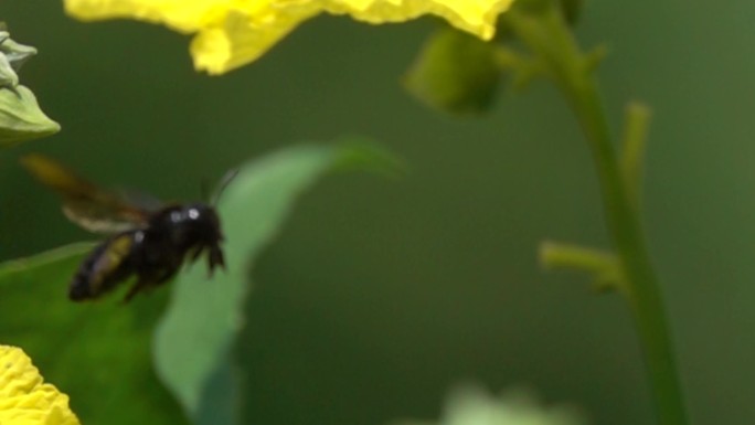 蜜蜂在黄色花朵采蜜飞翔