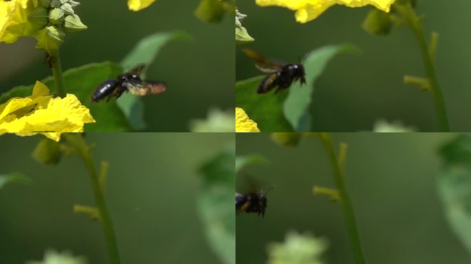 蜜蜂在黄色花朵采蜜飞翔
