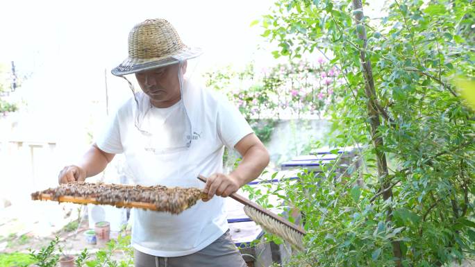 养蜂人蜂农采蜂蜜