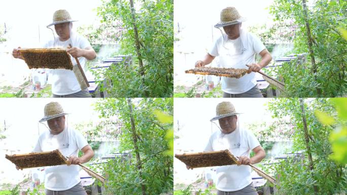 养蜂人蜂农采蜂蜜
