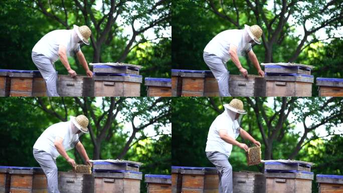 蜂农 养蜜蜂