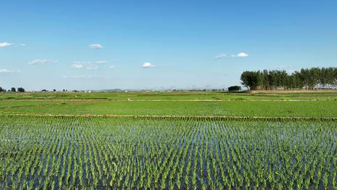 稻田低飞 农村风景