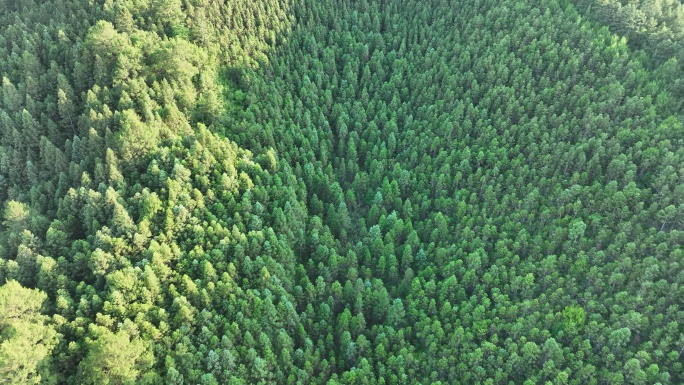 阳光下的松树林航拍树林原始森林大自然风景