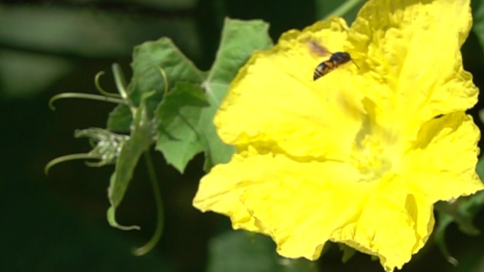 蜜蜂在黄色花朵采蜜飞翔