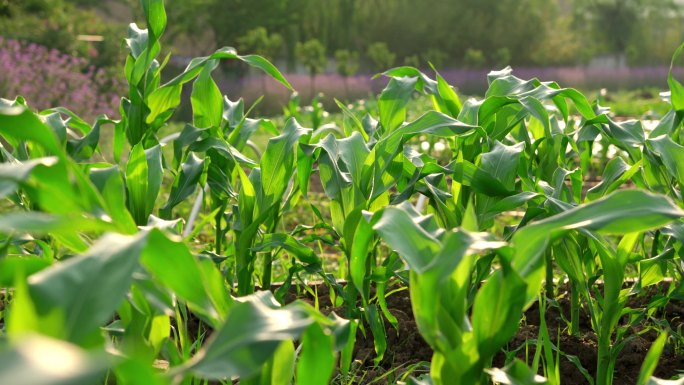 唯美玉米幼苗农田有机玉米种植4k