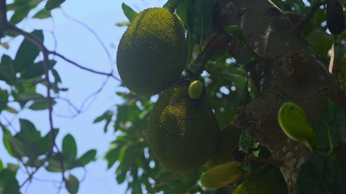 阳光菠萝蜜微风空镜