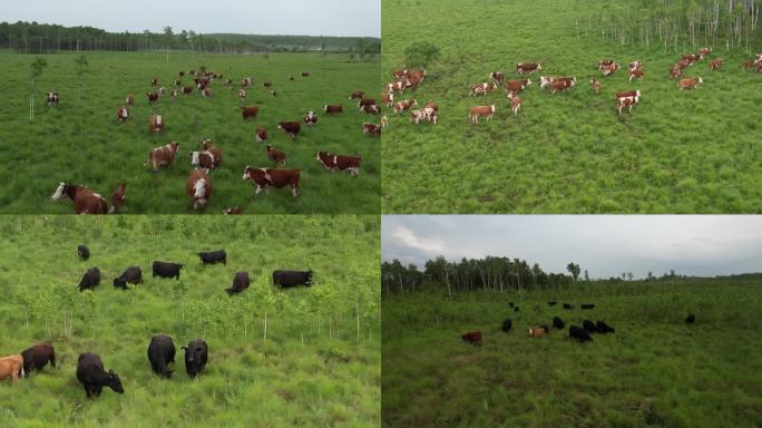 黑牛 黄牛 冲进树林