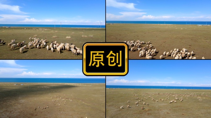 青海湖羊群牧羊人放羊