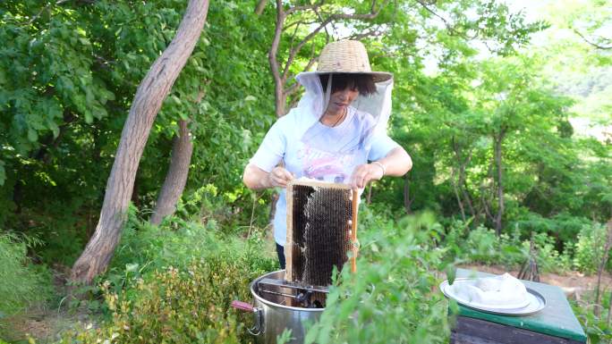 养蜂人蜂农采蜂蜜