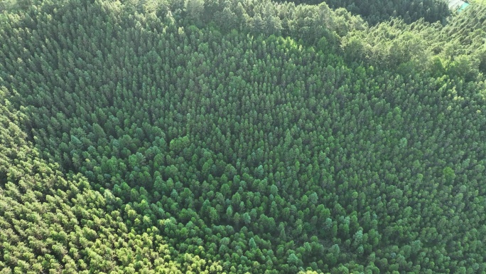 阳光下的松树林航拍树林原始森林大自然风景